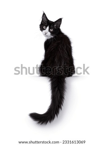 Cute black with white tuxedo Maine Coon cat kitten with naughty expression, sitting up backwards on edge. Looking over shoulder towards camera. Isolated on a white background.