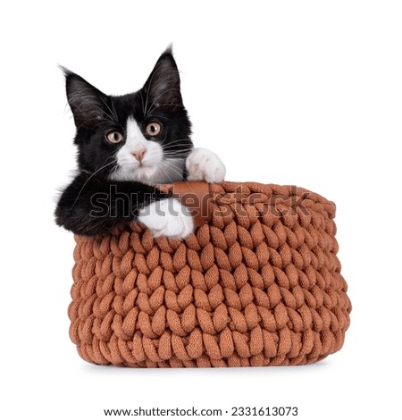 Cute black with white tuxedo Maine Coon cat kitten with naughty expression, sitting in knitted basket. Looking towards camera. Isolated on a white background.