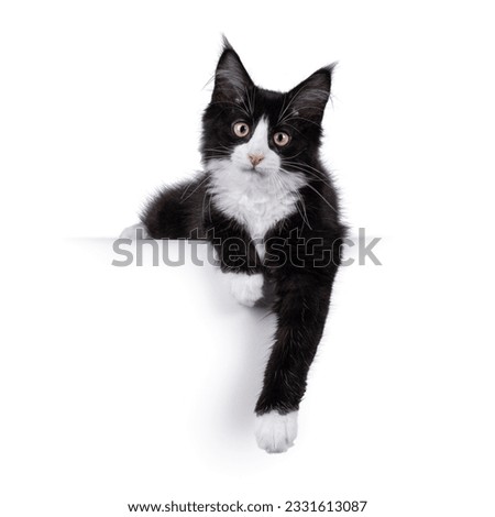 Cute black with white tuxedo Maine Coon cat kitten with naughty expression, laying down facing front. Looking towards camera. Isolated on a white background.