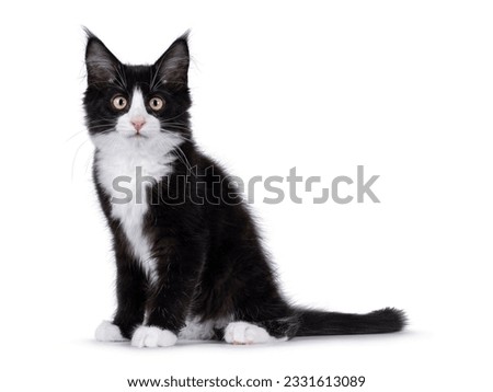 Cute black with white tuxedo Maine Coon cat kitten with naughty expression, sitting up side ways. Looking towards camera. Isolated on a white background.