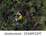 A cute Blackburnian warbler (Setophaga fusca) resting on a tree branch