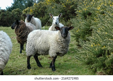 Cute Blackface Sheep standing in countryside pasture looking at you