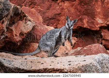 Cute black-footed wallaby looking at the camera. Orange and red background rocks. Baby animal, ears, eyes and cute paws. Location Yardie creek and Exmouth in Western Australia.