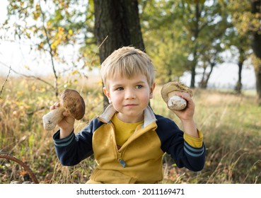 cute blond boy 4-5 years old holds two large porcini mushrooms near his face. picking autumn mushrooms. Hunting for forest mushrooms. - Shutterstock ID 2011169471