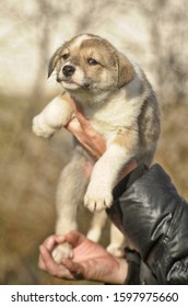 cute blonde puppy in hand - Shutterstock ID 1597975660