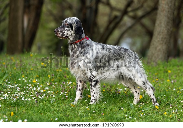 Cute blue\
belton English Setter dog is standing in a beautiful spring\
flowering meadow before a groves\
background