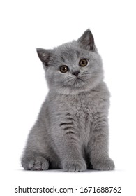 Cute blue British Shorthair kitten, siting up. Looking at camera with round brown eyes and cute head tilt. Isolated on white background.. - Shutterstock ID 1671688762