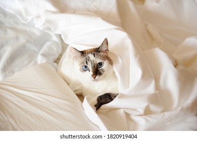 Cute blue eyed cat sleeping in bed covered with a blanket. White linens - Shutterstock ID 1820919404