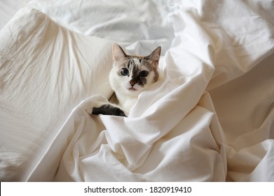 Cute blue eyed cat sleeping in bed covered with a blanket. White linens - Shutterstock ID 1820919410