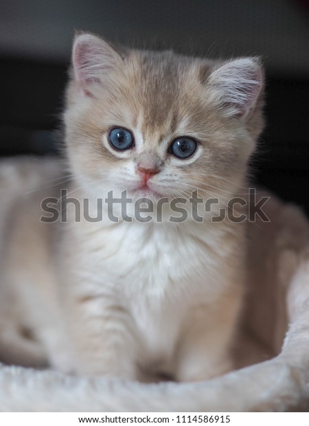 Cute Blue Golden British Shorthair Kitten Stock Photo Edit Now