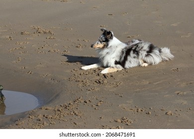 A Cute Blue Merle Shetland Sheepdog Laying Down On A Sandy Beach In West Wales, UK.