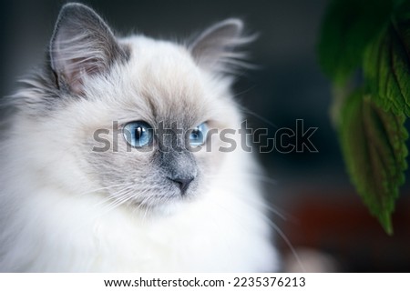 Cute blue mitted ragdoll cat with long fur and blue dominant eyes .