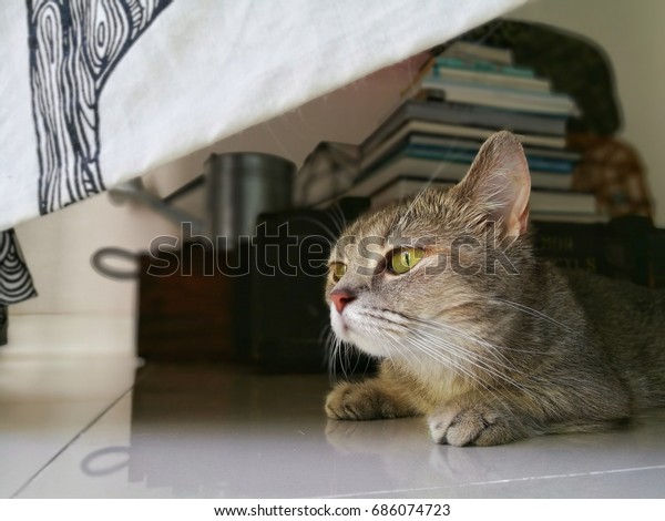 Cute Blue Tabby British Shorthair Munchkin Royalty Free Stock Image