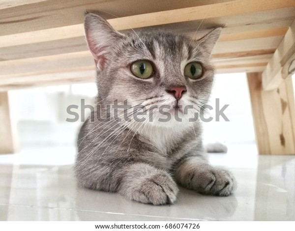 Cute Blue Tabby British Shorthair Munchkin Animals Wildlife