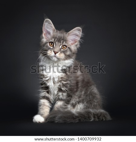 Cute blue tabby Maine Coon cat kitten, sitting side ways. Looking at lens with radiant brown eyes. Isolated on black background. Tail curled around body. Stock photo © 