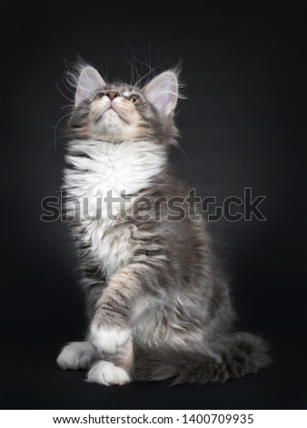 Cute blue tabby Maine Coon cat kitten, sitting side ways. Looking up with radiant brown eyes. Isolated on black background. Tail curled around body and one paw in air. Stock photo © 