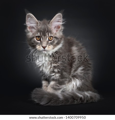 Cute blue tabby Maine Coon cat kitten, sitting side ways. Looking very quilty at lens with radiant brown eyes. Isolated on black background. Tail curled around body. Stock photo © 