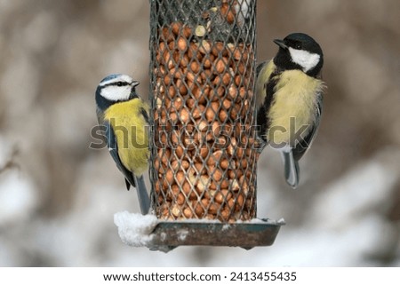 Cute blue tit and great tit birds sitting on a green bird feeder with peanuts in winter with snow