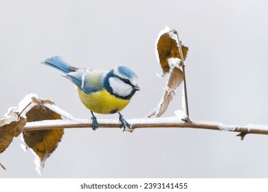 A cute blue tit sits on a snowy blackberry twig. Cyanistes caeruleus. Winter scene with a colorful titmouse.                          