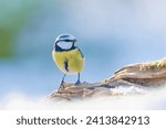 A cute blue tit sitting on the tree stump. Cyanistes caeruleus. Winter scene with a cute titmouse.