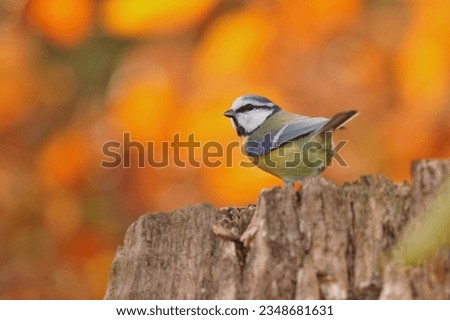 A cute blue tit sitting on the tree stump. Autumn scene with a titmouse. Cyanistes caeruleus