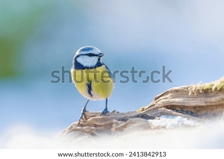 A cute blue tit sitting on the tree stump. Cyanistes caeruleus. Winter scene with a cute titmouse.