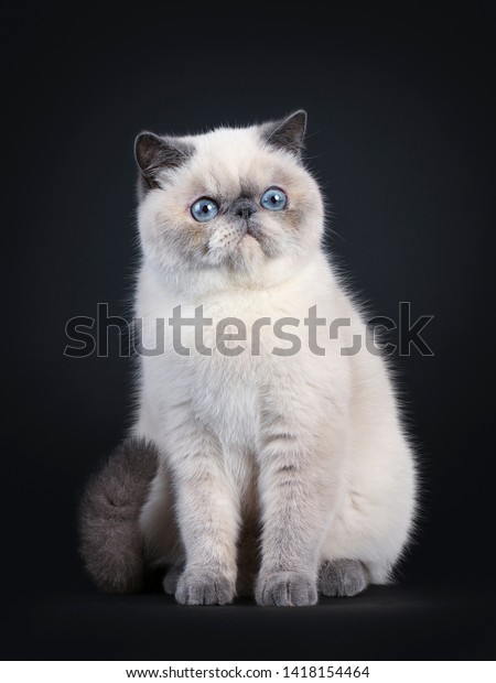 Cute Blue Tortie Point Exotic Shorthair Stock Photo Edit Now