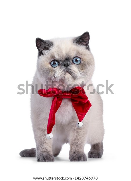 Cute Blue Tortie Point Exotic Shorthair Stock Photo Edit Now