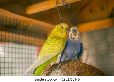 Cute Blue And Yellow Parakeet In The Huge Cage