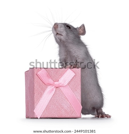 Cute blue young rat standing behind square pink present box. Lookingup and above camera. Isolated on a white background.