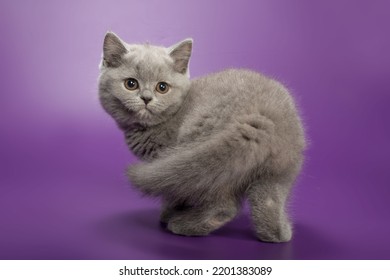 Cute Blue-cream Cat Female Kitten With A Round Face With Plush Fur In A Playful Pose Sitting On A Solid Purple Background