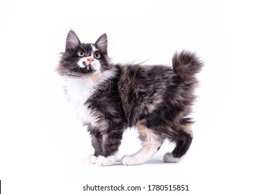 Duckkit of RiverClan Cute-bobtail-kitten-plays-jumping-260nw-1780515851