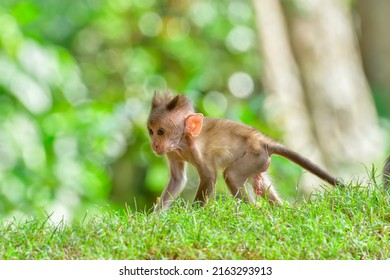 A Cute Bonnet Macaque Baby Walking Over The Grass - The Indian Monkey