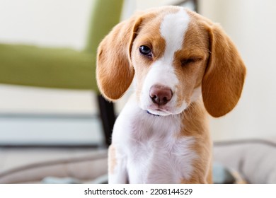 Cute Border Beagle Puppy Winking Eye