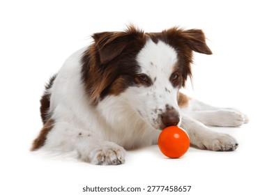 Cute Border Collie dog with ball on white background