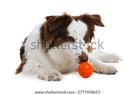 Cute Border Collie dog with ball on white background