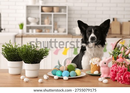 Cute Border Collie dog with Easter cake and painted eggs sitting at table in kitchen