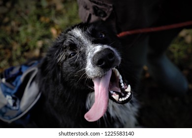 Cute Border Collie Dog With His Tounge Out.