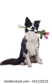 Cute border collie dog holding roses
