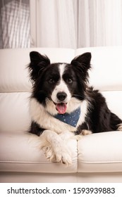 Cute Border Collie Dog Laying On A White Couch.