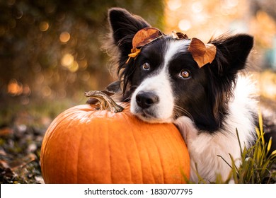 cute border collie dog resting his head on a pumpkin