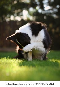 Cute Border Collie Hiding With Paw In The Summer Garden. Adorable Black And White Dog Does Trick Outside.