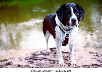 springer spaniel lab border collie mix