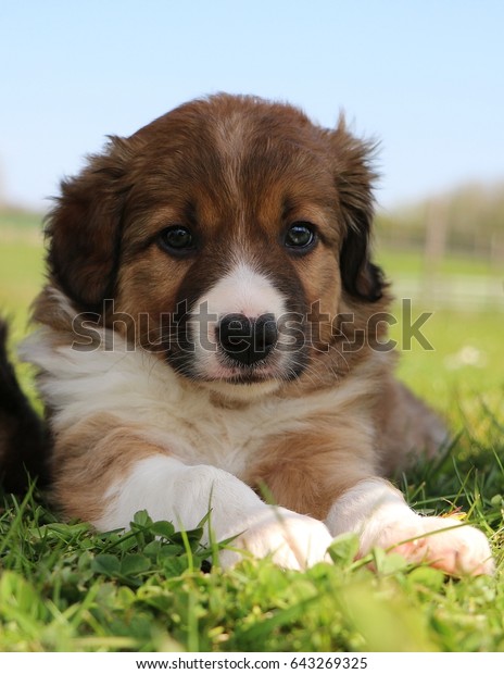 Droll Brown Cute Border Collie Puppies