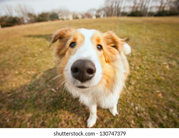 Cute Border Collie Puppy Dog Closeup Outside