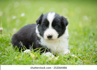 Border Collie Side View Images Stock Photos Vectors Shutterstock Border Collie Side View Images Stock Photos Vectors Shutterstock