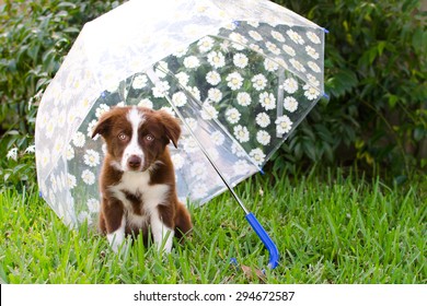 puppy umbrella