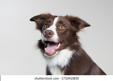 Cute Border Collie Studio Shot