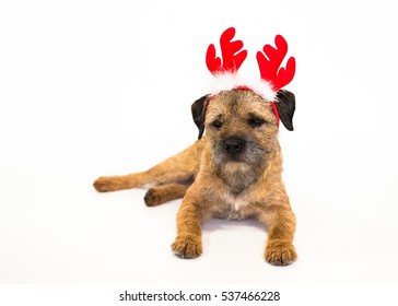 Cute Border Terrier Dog With Christmas Antlers