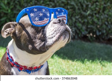 Cute Boston Terrier Dog Wearing Fourth of July Stars and Stripes Sunglasses and Necklace